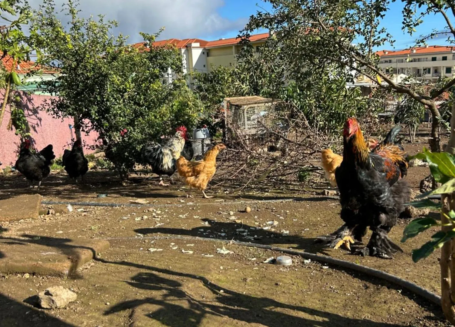 Paraiso Madeira Studios Gaula Homestay