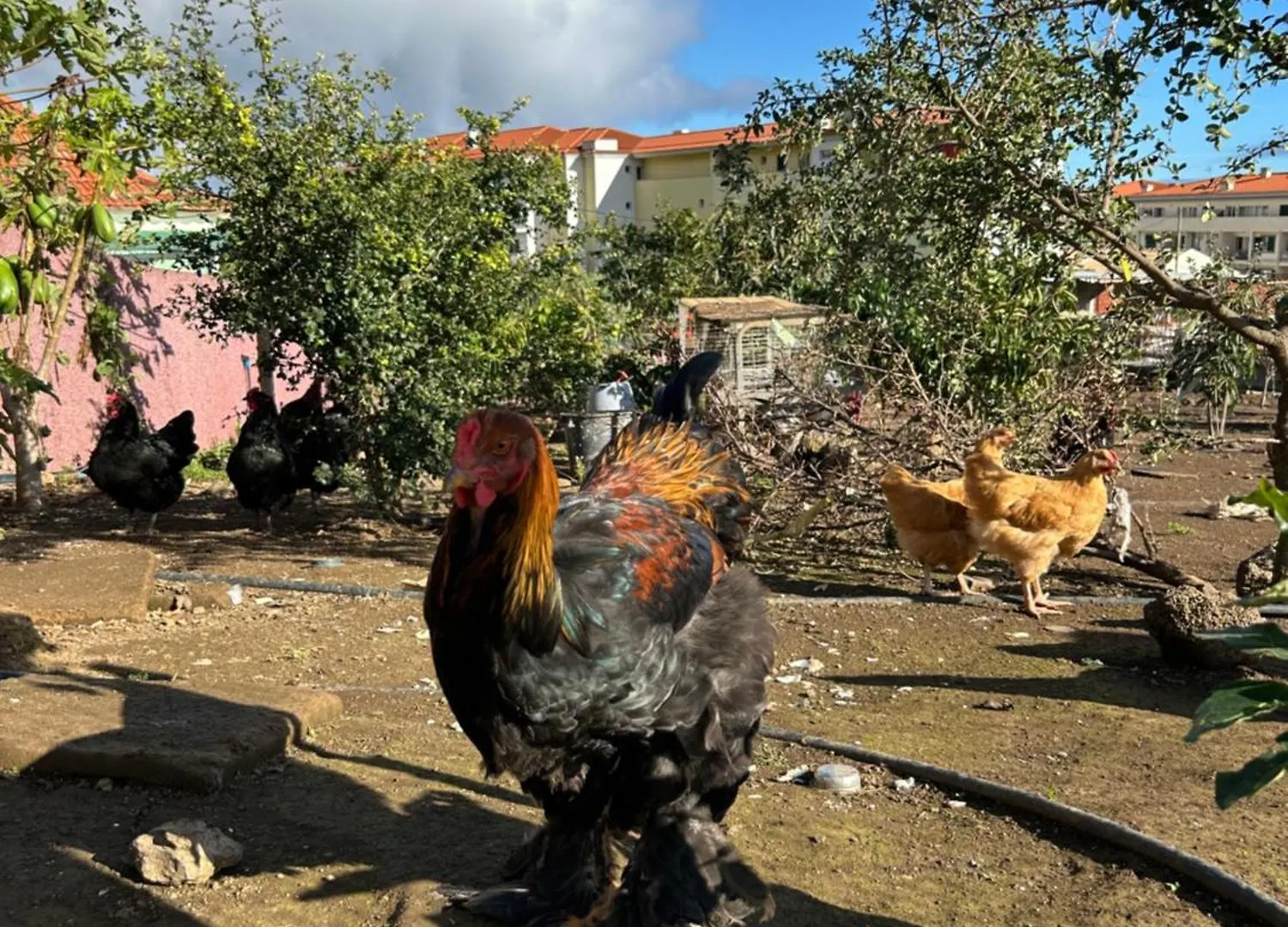 Paraiso Madeira Studios Gaula